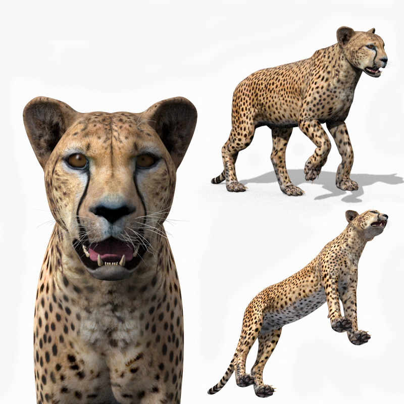 Most Real Cheetah - 8k - 3d animated 3D Modell .c4d .max .obj .3ds .fbx .stl .blend