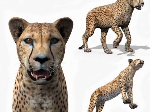 Most Real Cheetah - 8k - 3d animated 3D Model