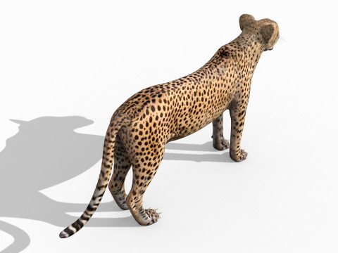 Most Real Cheetah - 8k - 3d animated 3D Model