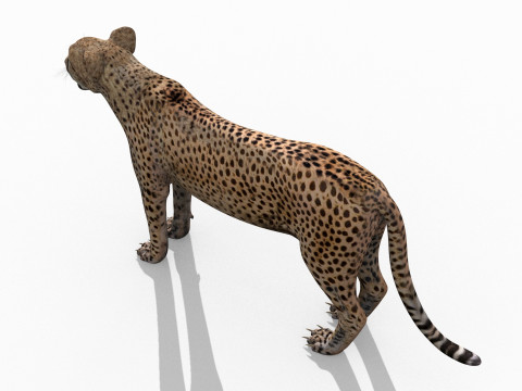 Most Real Cheetah - 8k - 3d animated 3D Model