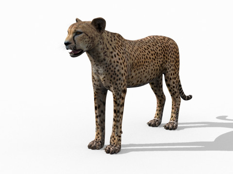 Most Real Cheetah - 8k - 3d animated 3D Model