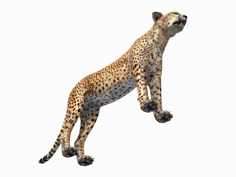 Most Real Cheetah - 8k - 3d animated 3D Model