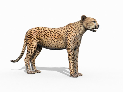 Most Real Cheetah - 8k - 3d animated 3D Model