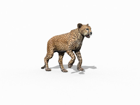 Most Real Cheetah - 8k - 3d animated 3D Model