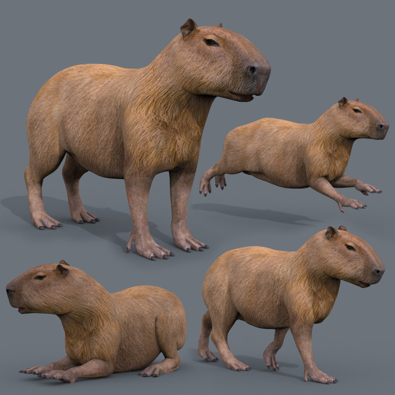 Capybara Capivara - 8k - 3d animated 3D 모델 .c4d .max .obj .3ds .fbx .stl .blend 