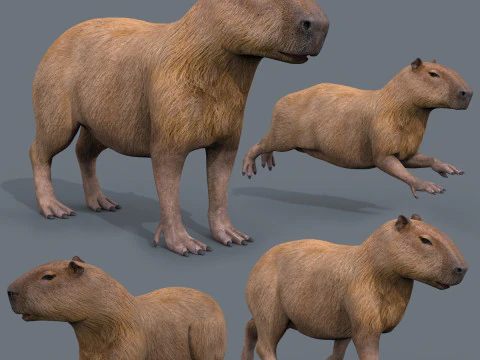 Capibara Capivara - 8k - animazione 3d Modello 3D