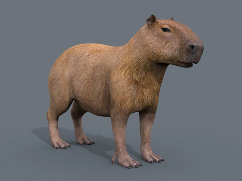 カピバラ Capivara - 8k - 3D アニメーション 3Dモデル