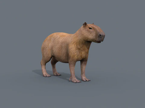 カピバラ Capivara - 8k - 3D アニメーション 3Dモデル