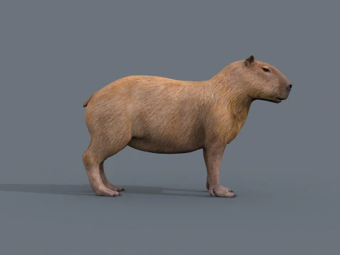 カピバラ Capivara - 8k - 3D アニメーション 3Dモデル