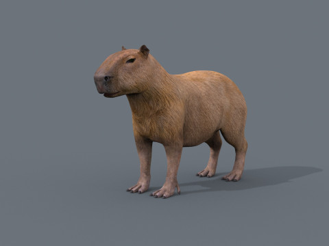 Capybara Capivara - 8k - 3d animated 3D 모델