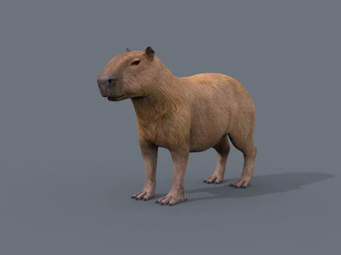 カピバラ Capivara - 8k - 3D アニメーション 3Dモデル