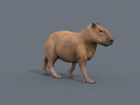 カピバラ Capivara - 8k - 3D アニメーション 3Dモデル