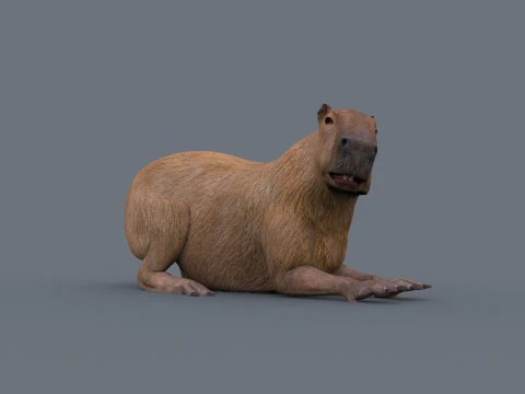 カピバラ Capivara - 8k - 3D アニメーション 3Dモデル