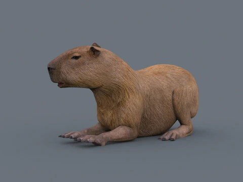 カピバラ Capivara - 8k - 3D アニメーション 3Dモデル