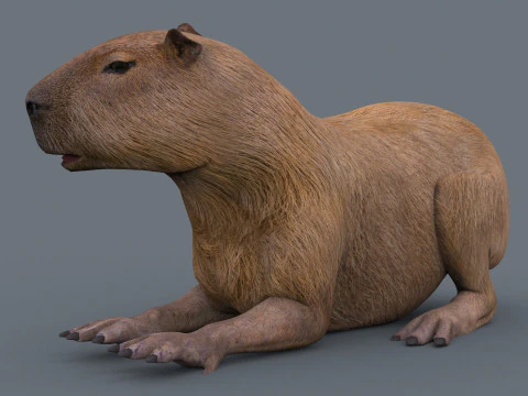 カピバラ Capivara - 8k - 3D アニメーション 3Dモデル
