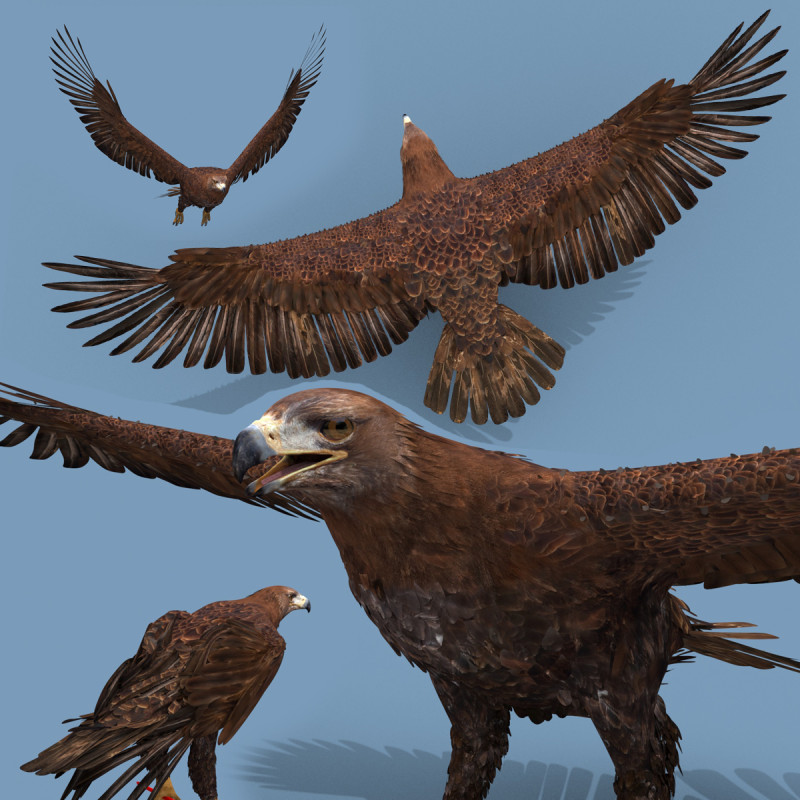 Pro Eagle - 8k - 3d animated 3D 模型 .c4d .max .obj .3ds .fbx .stl .blend 