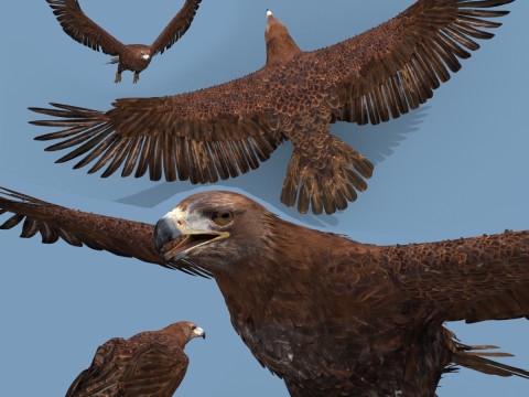 Pro Eagle - 8k - 3d animated 3D Модель
