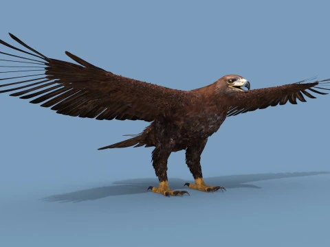 Pro Eagle - 8K - animazione 3D Modello 3D