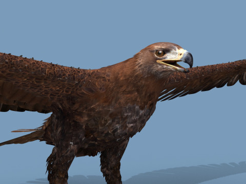 Pro Eagle - 8k - 3d animated 3D 模型