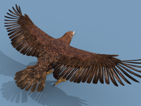 Pro Eagle - 8k - 3d animated 3D 模型