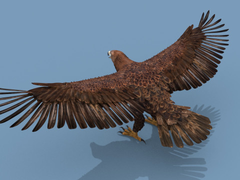 Pro Eagle - 8k - 3d animated 3D 模型