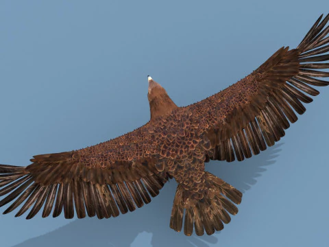 Pro Eagle - 8K - animazione 3D Modello 3D