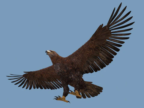Pro Eagle - 8K - animazione 3D Modello 3D