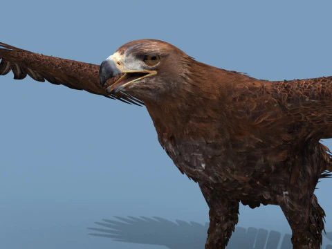 Pro Eagle - 8K - animazione 3D Modello 3D