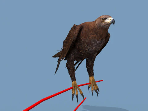 Pro Eagle - 8K - animazione 3D Modello 3D