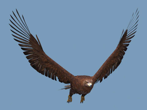 Pro Eagle - 8K - animazione 3D Modello 3D