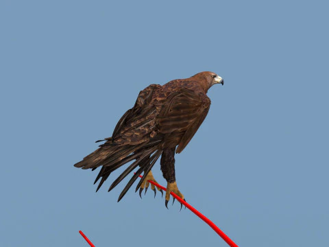 Pro Eagle - 8K - animazione 3D Modello 3D