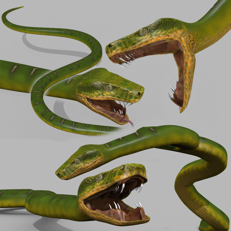 Pro Green Boa Snake - 8k - 3d animated Modelo 3D .c4d .max .obj .3ds .fbx .stl .blend