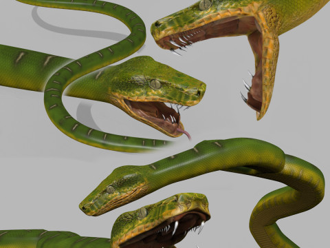 Pro Green Boa Snake - 8k - 3d animated 3D Model