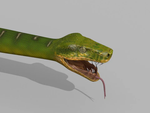 Pro Green Boa Snake - 8k - 3d animated 3D Model