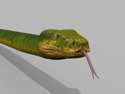 Pro Green Boa Snake - 8k - 3d animated Modelo 3D