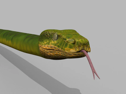Pro Green Boa Snake - 8k - 3d animated 3D Model