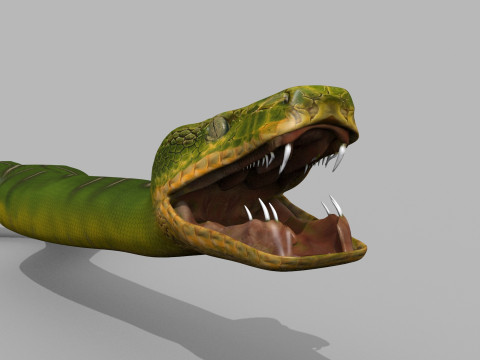 Pro Green Boa Snake - 8k - 3d animated Modelo 3D
