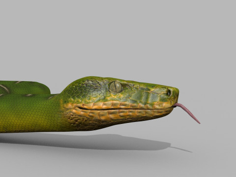 Pro Green Boa Snake - 8k - 3d animated Modelo 3D