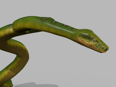 Pro Green Boa Snake - 8k - 3d animated Modelo 3D