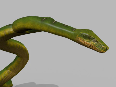 Pro Green Boa Snake - 8k - 3d animated 3D Model