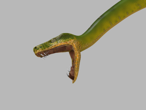 Pro Green Boa Snake - 8k - 3d animated Modelo 3D