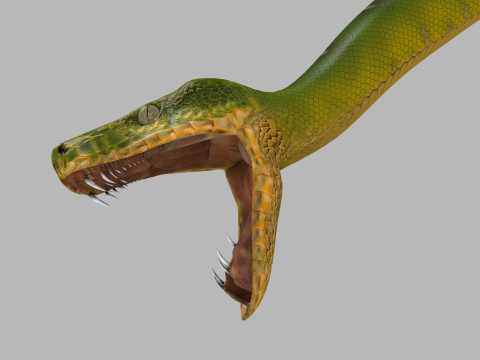 Pro Green Boa Snake - 8k - 3d animated Modelo 3D