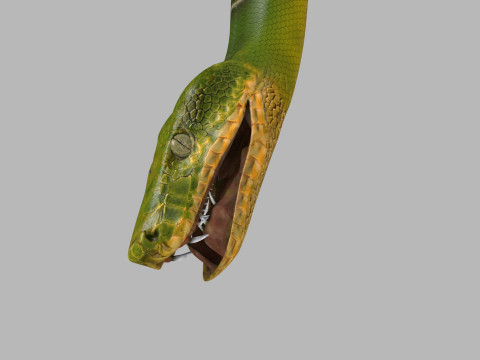 Pro Green Boa Snake - 8k - 3d animated Modelo 3D
