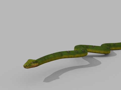 Pro Green Boa Snake - 8k - 3d animated Modelo 3D