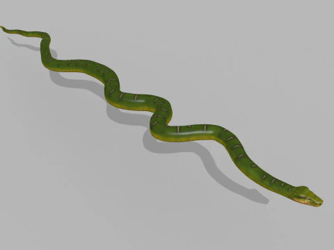 Pro Green Boa Snake - 8k - 3d animated 3D Model