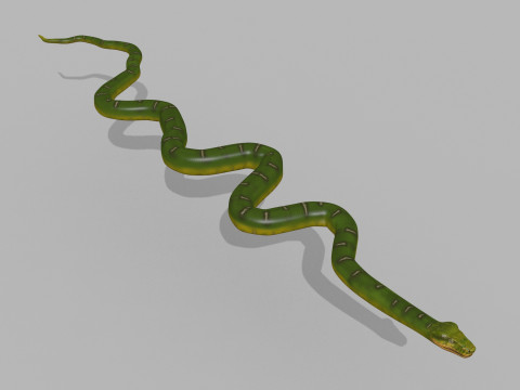 Pro Green Boa Snake - 8k - 3d animated Modelo 3D