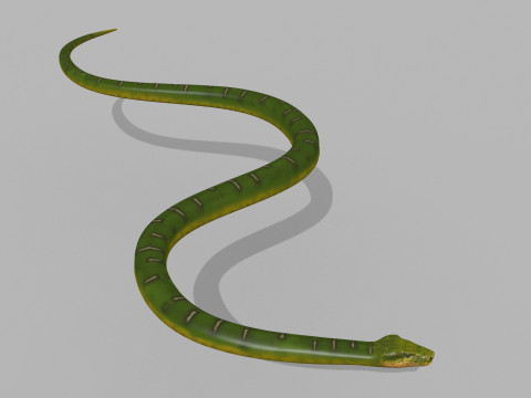 Pro Green Boa Snake - 8k - 3d animated Modelo 3D