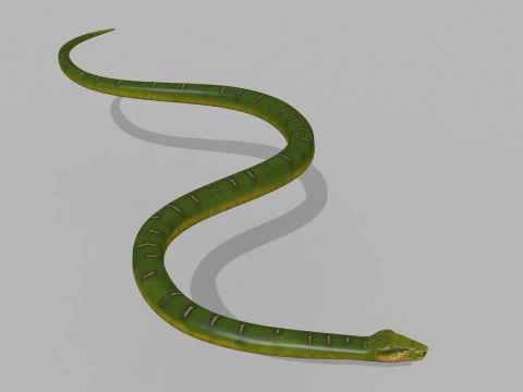Pro Green Boa Snake - 8k - 3d animated 3D Model