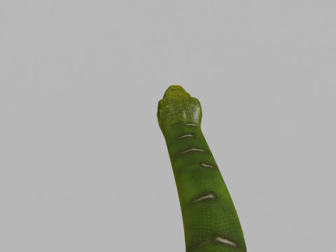 Pro Green Boa Snake - 8k - 3d animated 3D Model