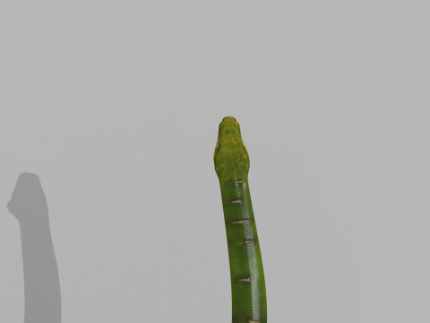 Pro Green Boa Snake - 8k - 3d animated Modelo 3D